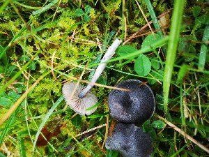  ( - O-F-260712)  @11 [ ] by-nc-sa (2025) Unspecified University of Oslo, Natural History Museum