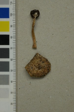 ( - O-F-260726)  @11 [ ] by-nc-sa (2025) Unspecified University of Oslo, Natural History Museum