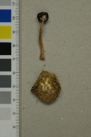  ( - O-F-260726)  @11 [ ] by-nc-sa (2025) Unspecified University of Oslo, Natural History Museum