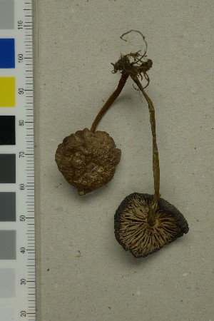  ( - O-F-260747)  @11 [ ] by-nc-sa (2025) Unspecified University of Oslo, Natural History Museum