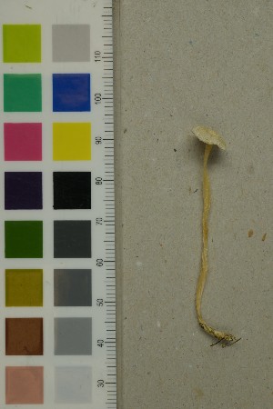  ( - O-F-260782)  @11 [ ] by-nc-sa (2025) Unspecified University of Oslo, Natural History Museum