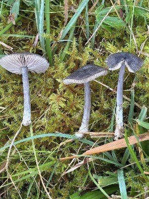  ( - O-F-260787)  @11 [ ] by-nc-sa (2025) Unspecified University of Oslo, Natural History Museum