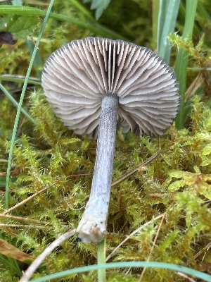  ( - O-F-260787)  @11 [ ] by-nc-sa (2025) Unspecified University of Oslo, Natural History Museum