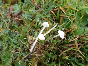  ( - O-F-260794)  @11 [ ] by-nc-sa (2025) Unspecified University of Oslo, Natural History Museum