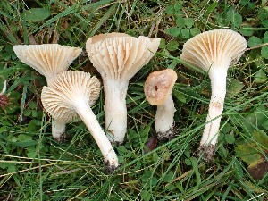  ( - O-F-271406)  @11 [ ] by-nc-sa (2025) Unspecified University of Oslo, Natural History Museum