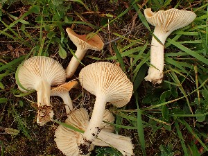  ( - O-F-271440)  @11 [ ] by-nc-sa (2025) Unspecified University of Oslo, Natural History Museum