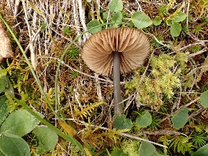  (Hygrocybe chlorophana - O-F-271443)  @11 [ ] by-nc-sa (2025) Unspecified University of Oslo, Natural History Museum