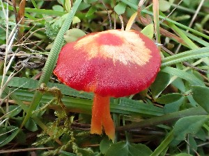  ( - O-F-271488)  @11 [ ] by-nc-sa (2025) Unspecified University of Oslo, Natural History Museum