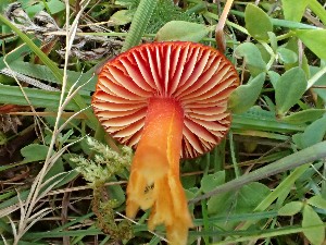  ( - O-F-271488)  @11 [ ] by-nc-sa (2025) Unspecified University of Oslo, Natural History Museum