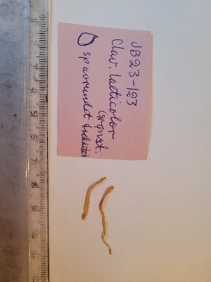  (Hygrocybe miniata - O-F-271493)  @11 [ ] by-nc-sa (2025) Unspecified University of Oslo, Natural History Museum