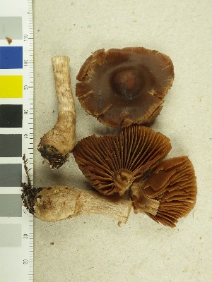  (Cortinarius uraceisporus - NHMO-DFL-749)  @11 [ ] CreativeCommons - Attribution Non-Commercial (2015) Unspecified University of Oslo, Natural History Museum