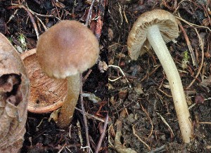  (Inocybe castanea - O-DFL-2044)  @11 [ ] Copyright (2015) Unspecified University of Oslo, Natural History Museum