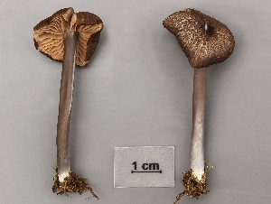  (Entoloma anatinum - O-F-304586)  @11 [ ] Copyright (2017) Unspecified Norwegian Institute for Nature Research