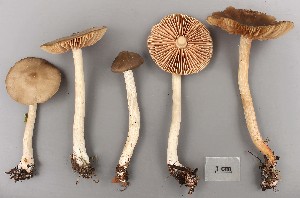  (Entoloma rubrobasis - O-F-304601)  @11 [ ] Copyright (2017) Unspecified Norwegian Institute for Nature Research