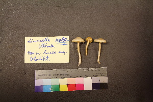  ( - TROM_F_26541)  @11 [ ] CreativeCommons - Attribution Non-Commercial Share-Alike (2018) Unspecified Tromsø University Museum