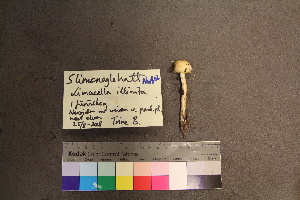  ( - TROM_F_26570)  @11 [ ] CreativeCommons - Attribution Non-Commercial Share-Alike (2018) Unspecified Tromsø University Museum