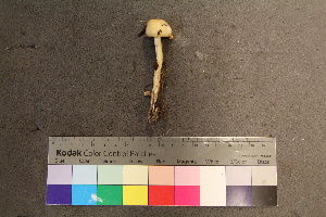  ( - TROM_F_26570)  @11 [ ] CreativeCommons - Attribution Non-Commercial Share-Alike (2018) Unspecified Tromsø University Museum