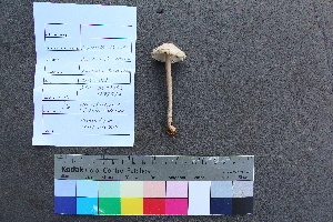  ( - TROM_F_26536)  @11 [ ] CreativeCommons - Attribution Non-Commercial Share-Alike (2018) Unspecified Tromsø University Museum