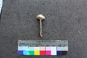  ( - TROM_F_26536)  @11 [ ] CreativeCommons - Attribution Non-Commercial Share-Alike (2018) Unspecified Tromsø University Museum