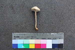  ( - TROM_F_26536)  @11 [ ] CreativeCommons - Attribution Non-Commercial Share-Alike (2018) Unspecified Tromsø University Museum