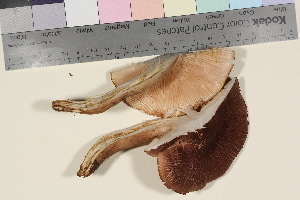  (Tricholoma imbricatum - TROM_F_17106)  @11 [ ] CreativeCommons - Attribution Non-Commercial Share-Alike (2016) Unspecified Tromsø University Museum