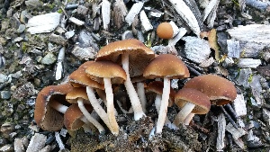  (Psathyrella piluliformis - TROM_F_17203)  @11 [ ] CreativeCommons - Attribution Non-Commercial Share-Alike (2017) Unspecified Tromsø University Museum