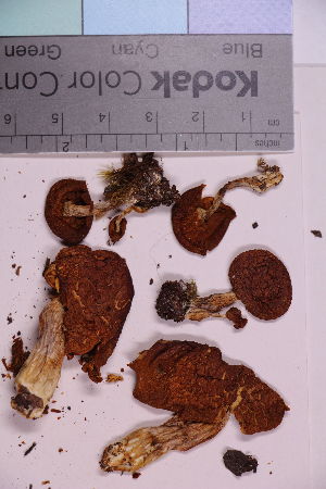  ( - TROM_F_30936)  @11 [ ] CreativeCommons - Attribution Non-Commercial Share-Alike (2018) Unspecified Troms&oslash; University Museum