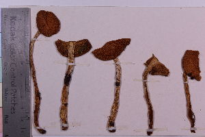  (Cortinarius grallipes - TROM_F_9566)  @11 [ ] CreativeCommons - Attribution Non-Commercial Share-Alike (2018) Unspecified Tromsø University Museum