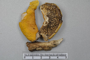  ( - VM-Bas004)  @11 [ ] Creative Commons  Attribution Non-Commercial Share-Alike (2016) NTNU University Museum, Department of Natural History NTNU University Museum, Department of Natural History