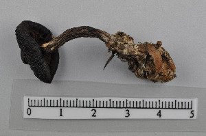  ( - VM-Bas055)  @11 [ ] Creative Commons  Attribution Non-Commercial Share-Alike (2016) NTNU University Museum, Department of Natural History NTNU University Museum, Department of Natural History