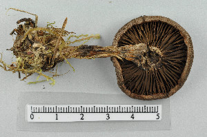  ( - VM-Bas074)  @11 [ ] Creative Commons  Attribution Non-Commercial Share-Alike (2016) NTNU University Museum, Department of Natural History NTNU University Museum, Department of Natural History