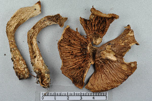  ( - VM-Bas075)  @11 [ ] Creative Commons  Attribution Non-Commercial Share-Alike (2016) NTNU University Museum, Department of Natural History NTNU University Museum, Department of Natural History