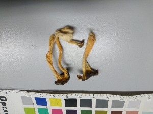  (Craterellus lutescens - O-F-256499)  @11 [ ] CreativeCommons - Attribution Non-Commercial Share-Alike (2019) Unspecified University of Oslo, Natural History Museum