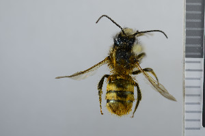  (Osmia bicornis - NHMO_APO00059)  @14 [ ] No Rights Reserved (2013) Unspecified University of Oslo, Natural History Museum