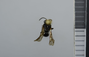  ( - NHMO_APO00066)  @12 [ ] No Rights Reserved (2013) Unspecified University of Oslo, Natural History Museum