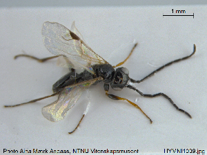  ( - HYMNI1039)  @12 [ ] CreativeCommons - Attribution Non-Commercial Share-Alike (2015) NTNU University Museum, Department of Natural History NTNU University Museum, Department of Natural History