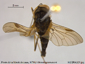  ( - NOBRA321)  @11 [ ] CreativeCommons - Attribution Non-Commercial Share-Alike (2015) NTNU University Museum, Department of Natural History NTNU University Museum, Department of Natural History