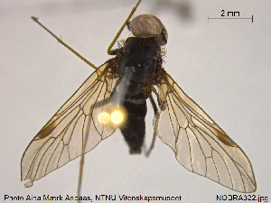  ( - NOBRA322)  @12 [ ] CreativeCommons - Attribution Non-Commercial Share-Alike (2015) NTNU University Museum, Department of Natural History NTNU University Museum, Department of Natural History