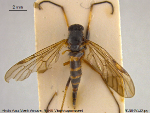  ( - NOBRA323)  @11 [ ] CreativeCommons - Attribution Non-Commercial Share-Alike (2015) NTNU University Museum, Department of Natural History NTNU University Museum, Department of Natural History