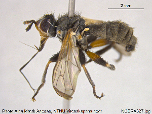  ( - NOBRA327)  @11 [ ] CreativeCommons - Attribution Non-Commercial Share-Alike (2015) NTNU University Museum, Department of Natural History NTNU University Museum, Department of Natural History
