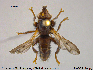  ( - NOBRA328)  @13 [ ] CreativeCommons - Attribution Non-Commercial Share-Alike (2015) NTNU University Museum, Department of Natural History NTNU University Museum, Department of Natural History