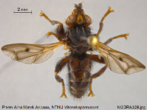  ( - NOBRA329)  @12 [ ] CreativeCommons - Attribution Non-Commercial Share-Alike (2015) NTNU University Museum, Department of Natural History NTNU University Museum, Department of Natural History