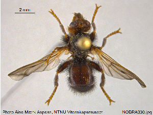  ( - NOBRA330)  @12 [ ] CreativeCommons - Attribution Non-Commercial Share-Alike (2015) NTNU University Museum, Department of Natural History NTNU University Museum, Department of Natural History