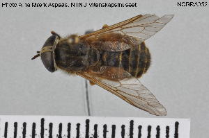  ( - NOBRA352)  @13 [ ] CreativeCommons - Attribution Non-Commercial Share-Alike (2015) NTNU University Museum, Department of Natural History NTNU University Museum, Department of Natural History