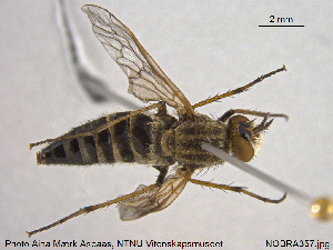  ( - NOBRA357)  @11 [ ] CreativeCommons - Attribution Non-Commercial Share-Alike (2015) NTNU University Museum, Department of Natural History NTNU University Museum, Department of Natural History