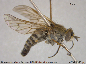  ( - NOBRA358)  @11 [ ] CreativeCommons - Attribution Non-Commercial Share-Alike (2015) NTNU University Museum, Department of Natural History NTNU University Museum, Department of Natural History