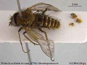  ( - NOBRA359)  @11 [ ] CreativeCommons - Attribution Non-Commercial Share-Alike (2015) NTNU University Museum, Department of Natural History NTNU University Museum, Department of Natural History