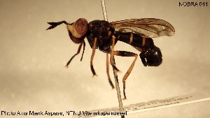  (Conops flavipes - NOBRA 011)  @14 [ ] CreativeCommons - Attribution Non-Commercial Share-Alike (2015) NTNU University Museum, Department of Natural History NTNU University Museum, Department of Natural History