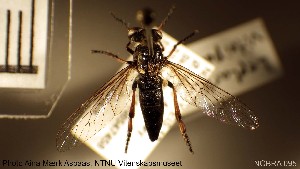  (Leptarthrus vitripennis - NOBRA 095)  @11 [ ] CreativeCommons - Attribution Non-Commercial Share-Alike (2015) NTNU University Museum, Department of Natural History NTNU University Museum, Department of Natural History