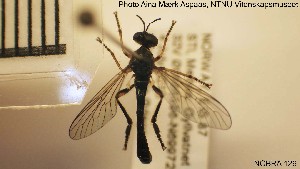  ( - NOBRA 126)  @13 [ ] CreativeCommons - Attribution Non-Commercial Share-Alike (2015) NTNU University Museum, Department of Natural History NTNU University Museum, Department of Natural History